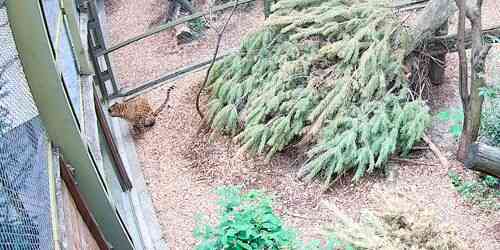 LIVE: Amur Leopard - Cherkasy