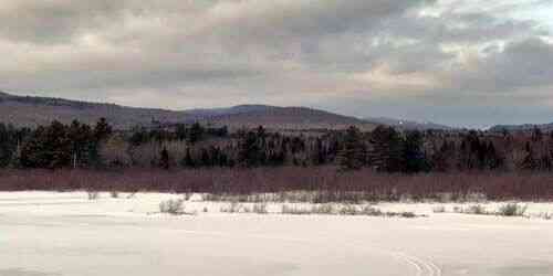 LIVE: Elk and other wild animals in the reserve - Howland