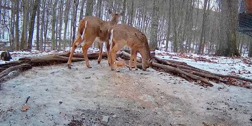 Wild animals in the reserve webcam - Pittsburgh