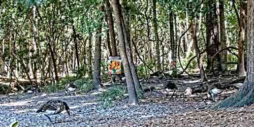 LIVE: Wild animals in the forest - Charleston