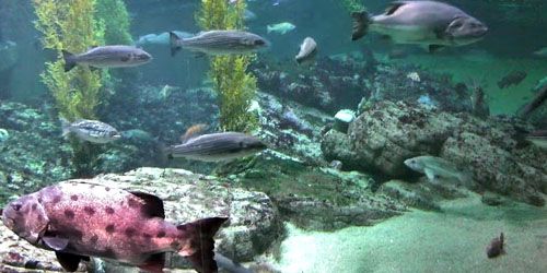 Large marine aquarium webcam - Monterey