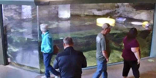 Loutres de rivière nord-américaines dans l'aquarium Webcam