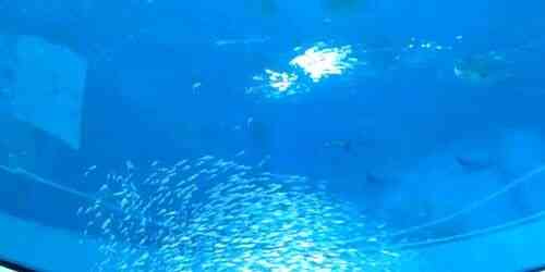 LIVE: Frost Science Museum - Miami