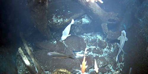 Aquariums in a research center webcam - Burlington