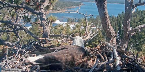 Nido de águila calva webcam - San Bernardino