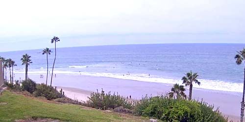 Wild beach with palm trees webcam - Los Angeles