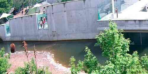 LIVE: Roshen Zoo Bears - Cherkasy