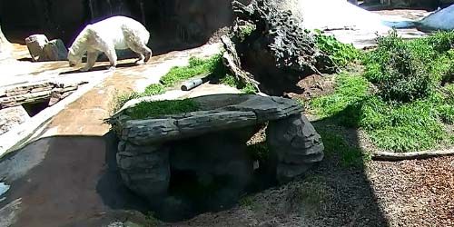 White polar bears in the zoo Webcam