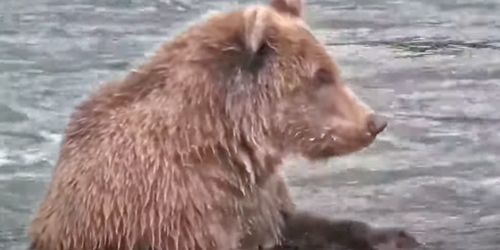 Bears in Katmai National Park webcam - Anchorage