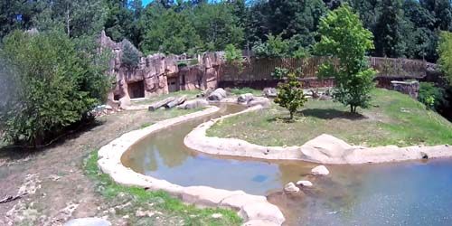Osos en el zoológico webcam - Memphis