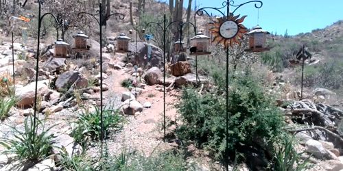 Mangeoires à oiseaux sur le fond des montagnes rocheuses webcam - Tucson
