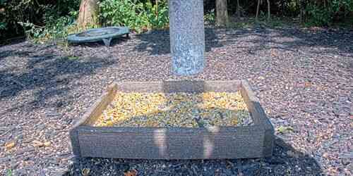 LIVE: Bird feeders - Columbus