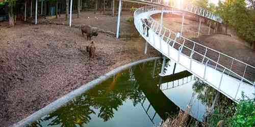 LIVE: Bisons at the Zoo - Cherkasy
