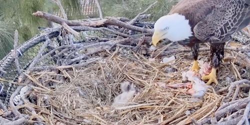 Black Eagle nest in Dade County Webcam
