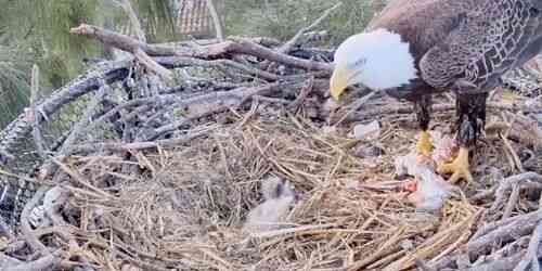 Nido de águila negra en el condado de Dade Webcam