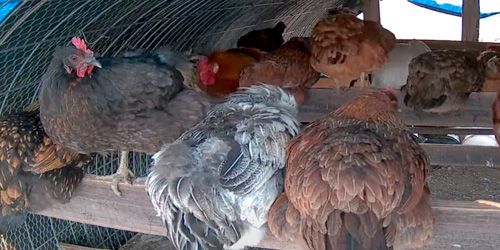 Farm chicken coop webcam - Dallas