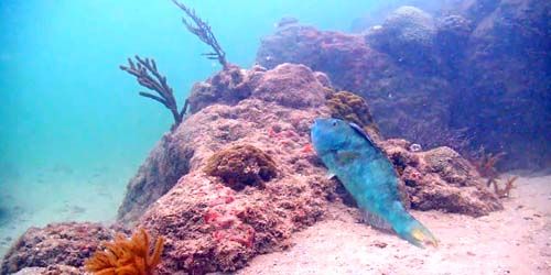 Corail sur le fond marin Webcam