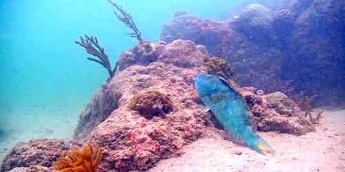 LIVE: Coral on the seabed - Miami