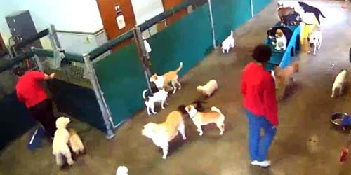 Hotel for dogs webcam - Greensboro