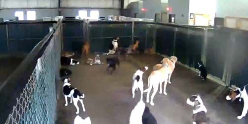 Hotel for dogs Webcam