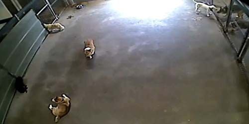 Hotel for dogs in Anaheim webcam - Los Angeles