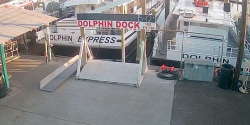 Quais pour dauphins webcam - Corpus Christi