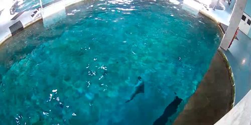 Dolphins in Marine Aquarium webcam - Clearwater