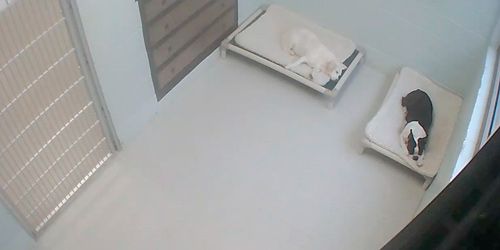 Chambre double pour chiens à l'hôtel pour animaux Webcam