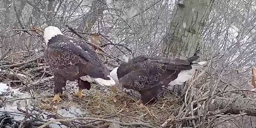 Nest of Bald Eagles webcam - Pittsburgh
