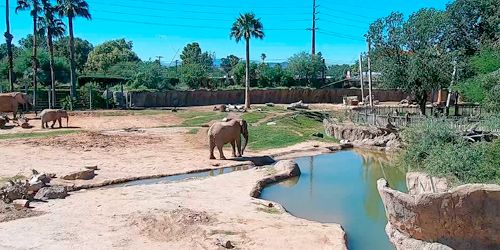 Elephants at Reid Park Zoo webcam - Tucson