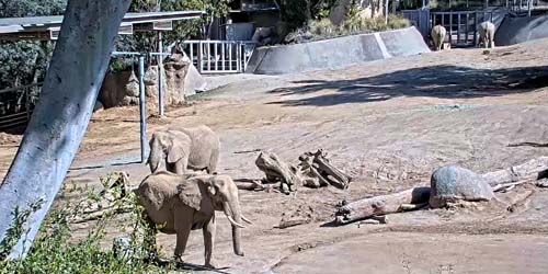 Elefantes africanos en el zoológico. webcam - San Diego