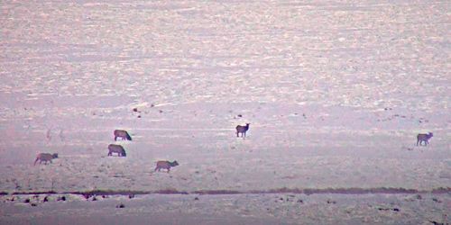 National Elk Wildlife Sanctuary Webcam