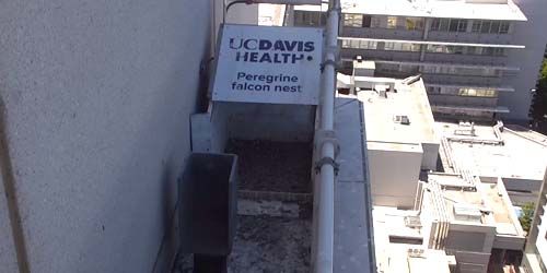 Falcon nest webcam - Sacramento