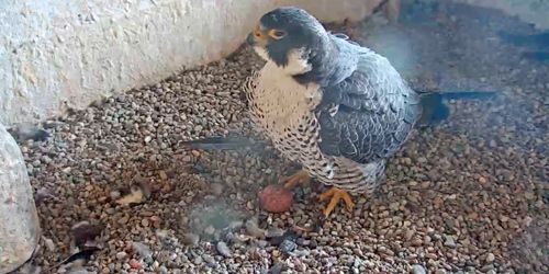 Falcon's nest webcam - Green Bay