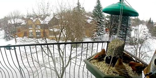 Comedero para pájaros en el balcón de la casa. Webcam