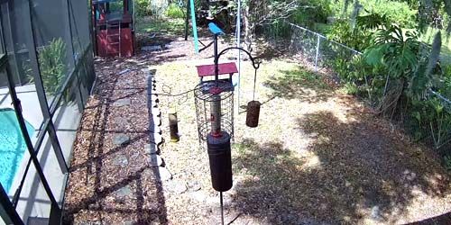 Bird feeders webcam - Orlando