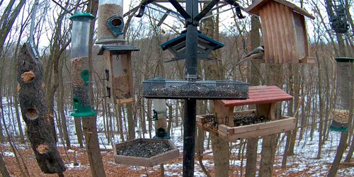 Mangeoires à oiseaux dans la forêt webcam - Pittsburgh