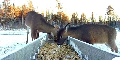 White-tailed deer feeders Webcam