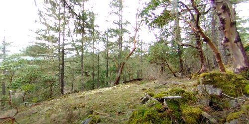 360 panoramic camera in the forest webcam - Vancouver