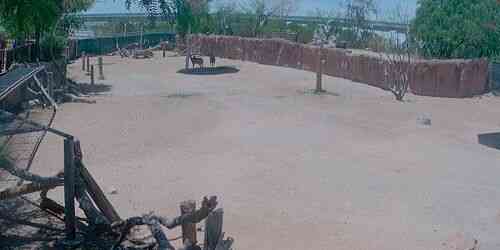 LIVE: El Paso Zoo Giraffe - El Paso