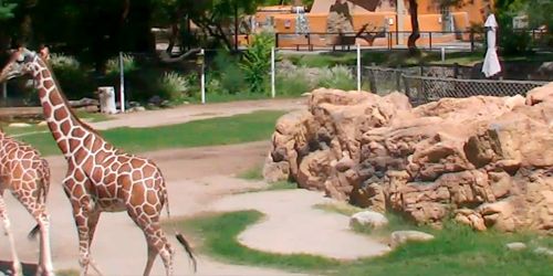 Giraffes in Reid Park webcam - Tucson