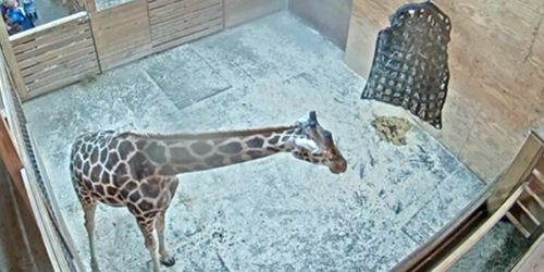 Girafes au parc d'aventure animale Webcam