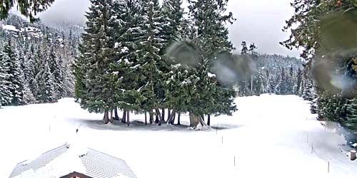 Golf course in the forest webcam - Whistler