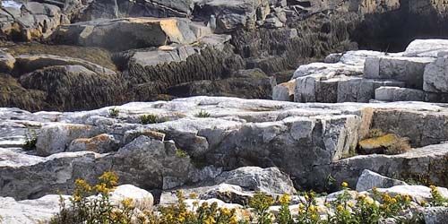 Colonias de gaviotas costas rocosas de las islas Shoals Webcam