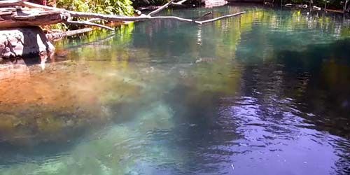 Hippos in the zoo lake webcam - San Diego