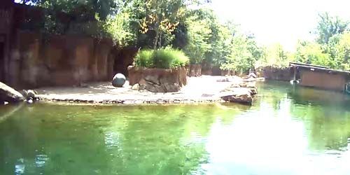 Hipopótamos en el zoológico Webcam