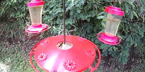 Hummingbird feeder webcam - Puntarenas