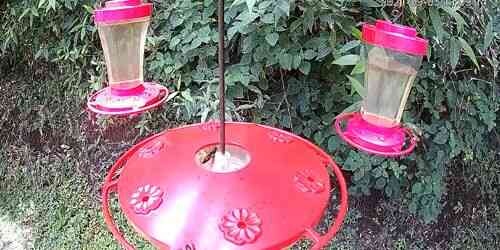 LIVE: Hummingbird feeder - Puntarenas
