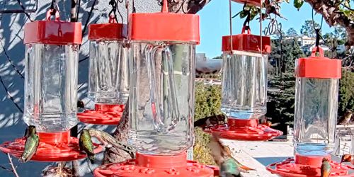 Bebederos de colibríes en Studio City Webcam