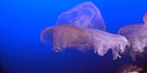 LIVE: Jellyfish in the aquarium - Monterey